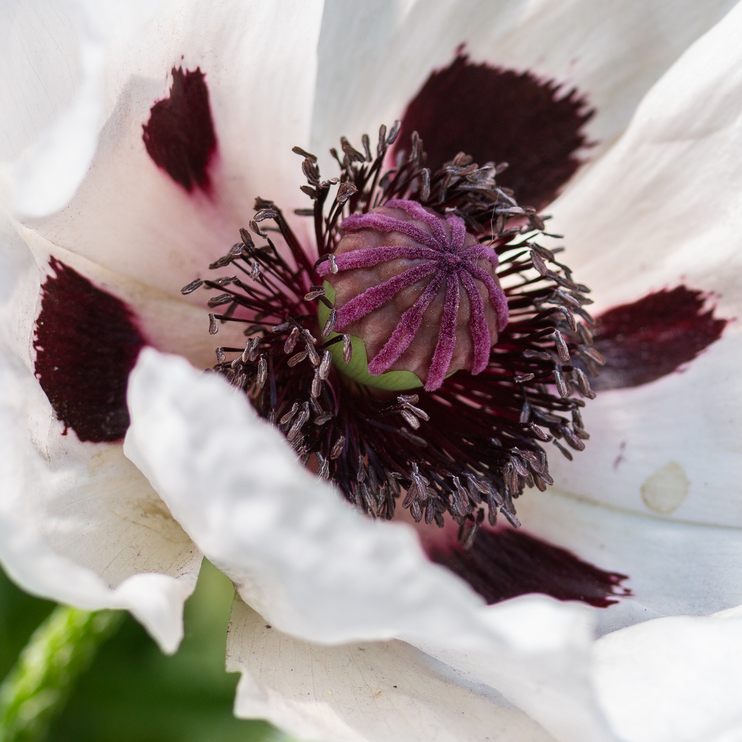 Türkischer Mohn 2