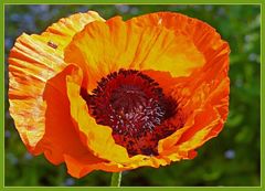 Türkischer Mohn 2