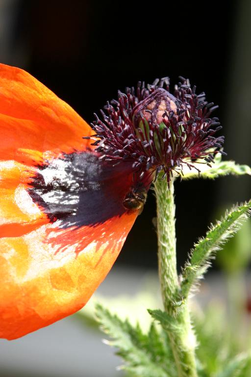 türkischer Mohn 2