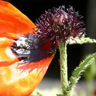 türkischer Mohn 2