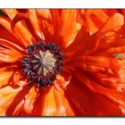 Türkischer Mohn (2)