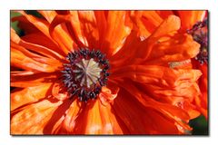 Türkischer Mohn (2)