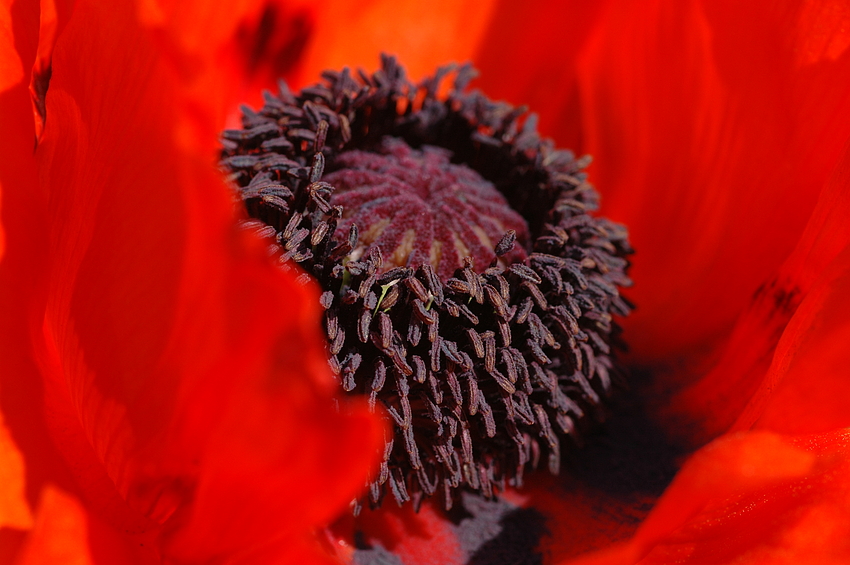 türkischer mohn