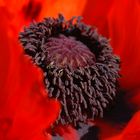 türkischer mohn