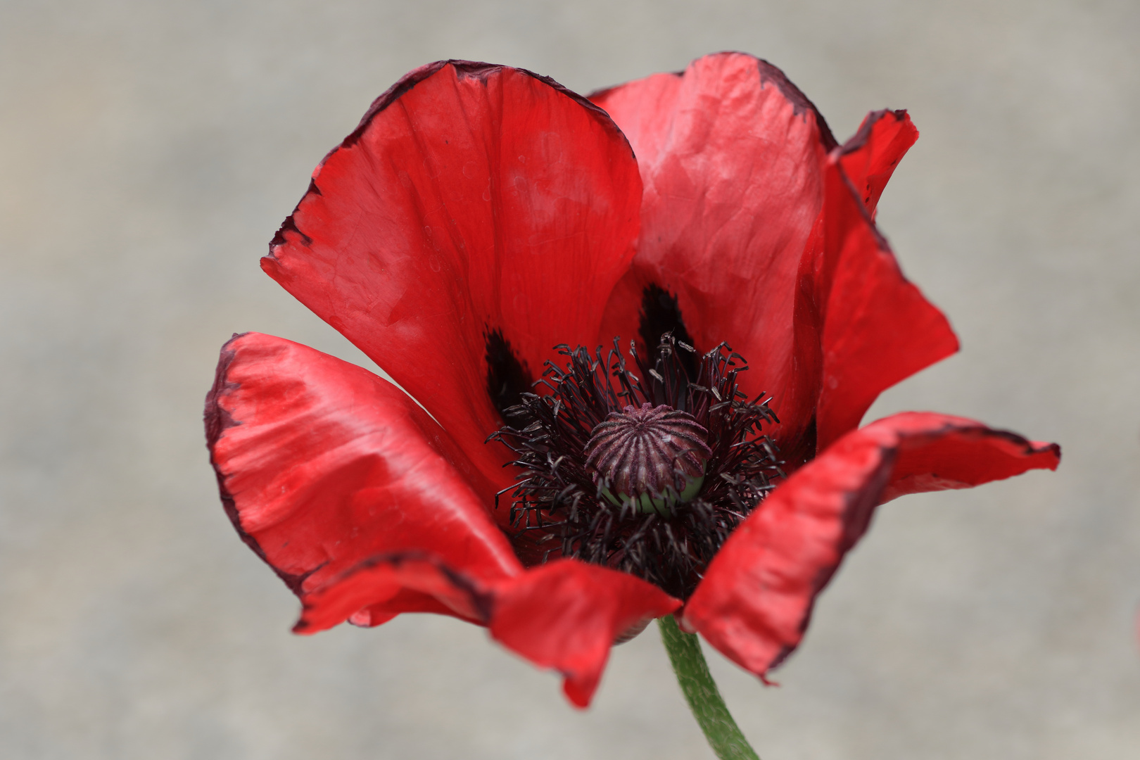 Türkischer Mohn