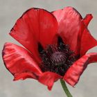 Türkischer Mohn