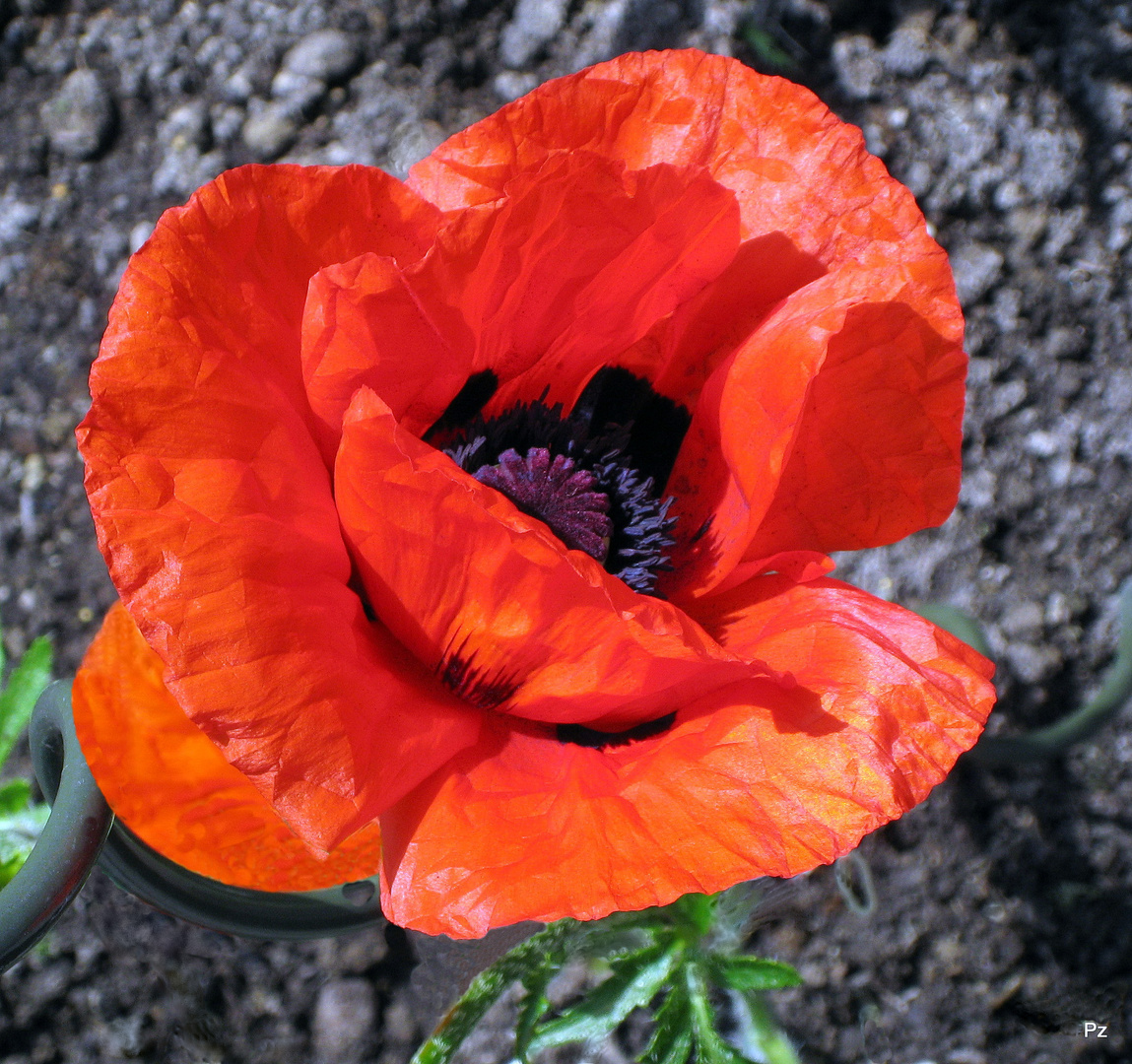 Türkischer Mohn ...