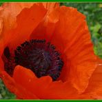 Türkischer Mohn 3