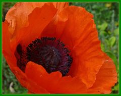 Türkischer Mohn 3