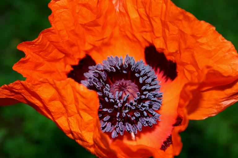 türkischer Mohn 3