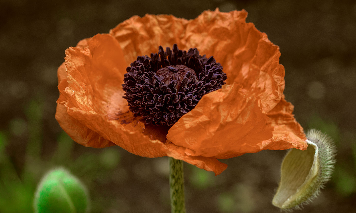 Türkischer Mohn