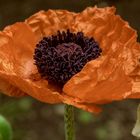 Türkischer Mohn