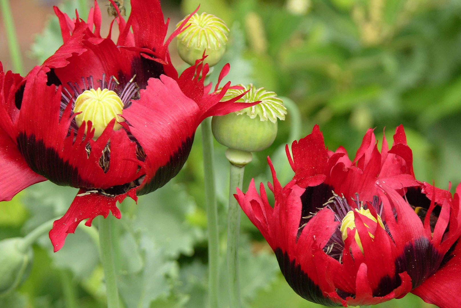 Türkischer Mohn