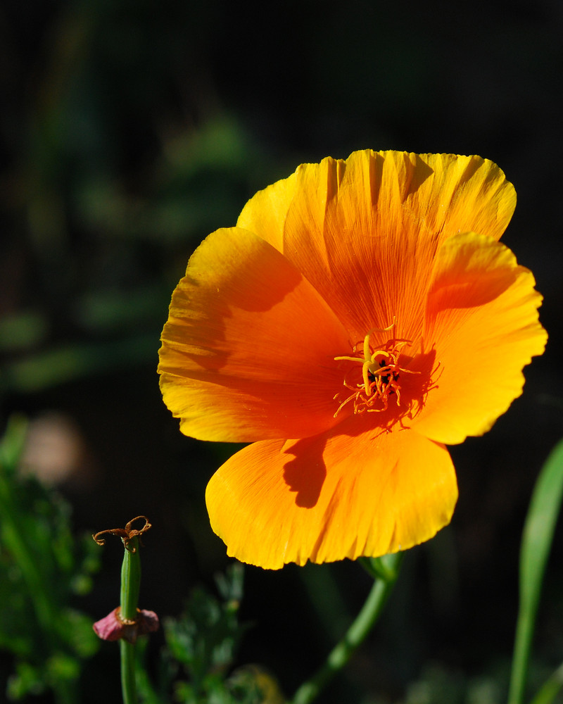 Türkischer Mohn