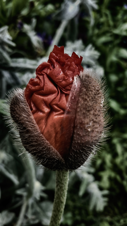 Türkischer Mohn