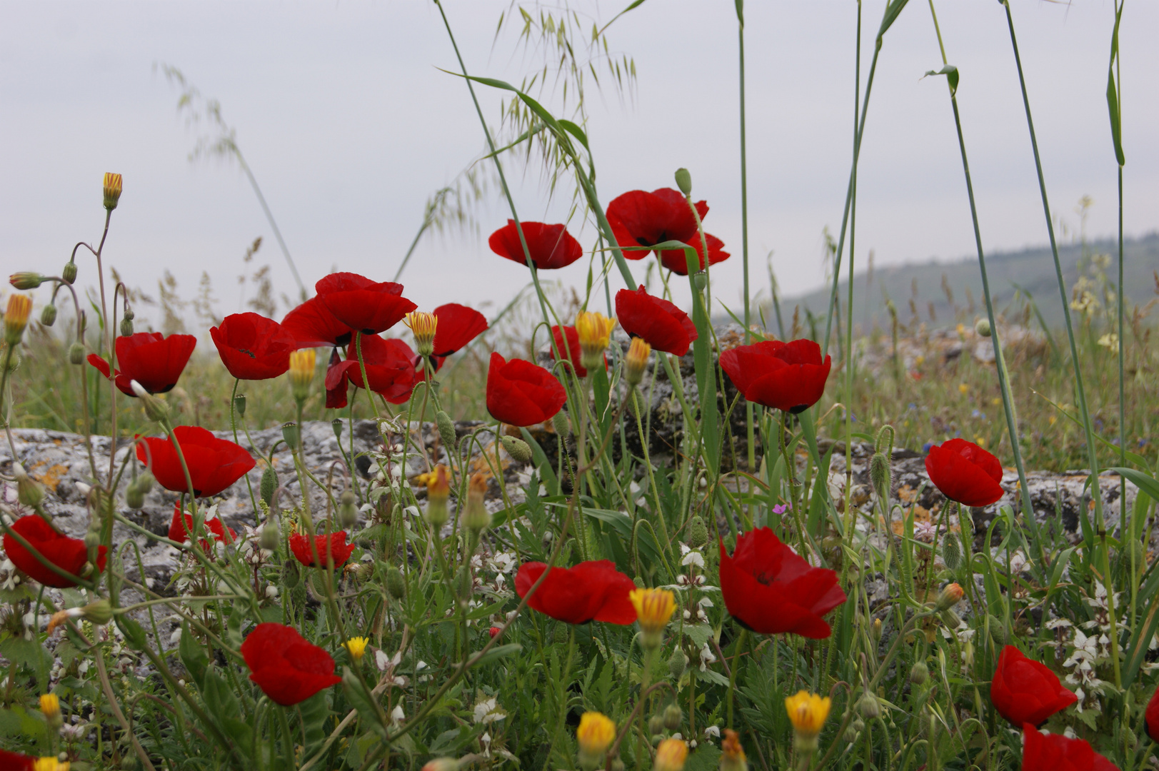 Türkischer-Mohn