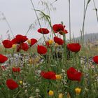 Türkischer-Mohn