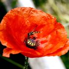 Türkischer Mohn 