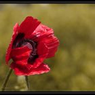 Türkischer Mohn