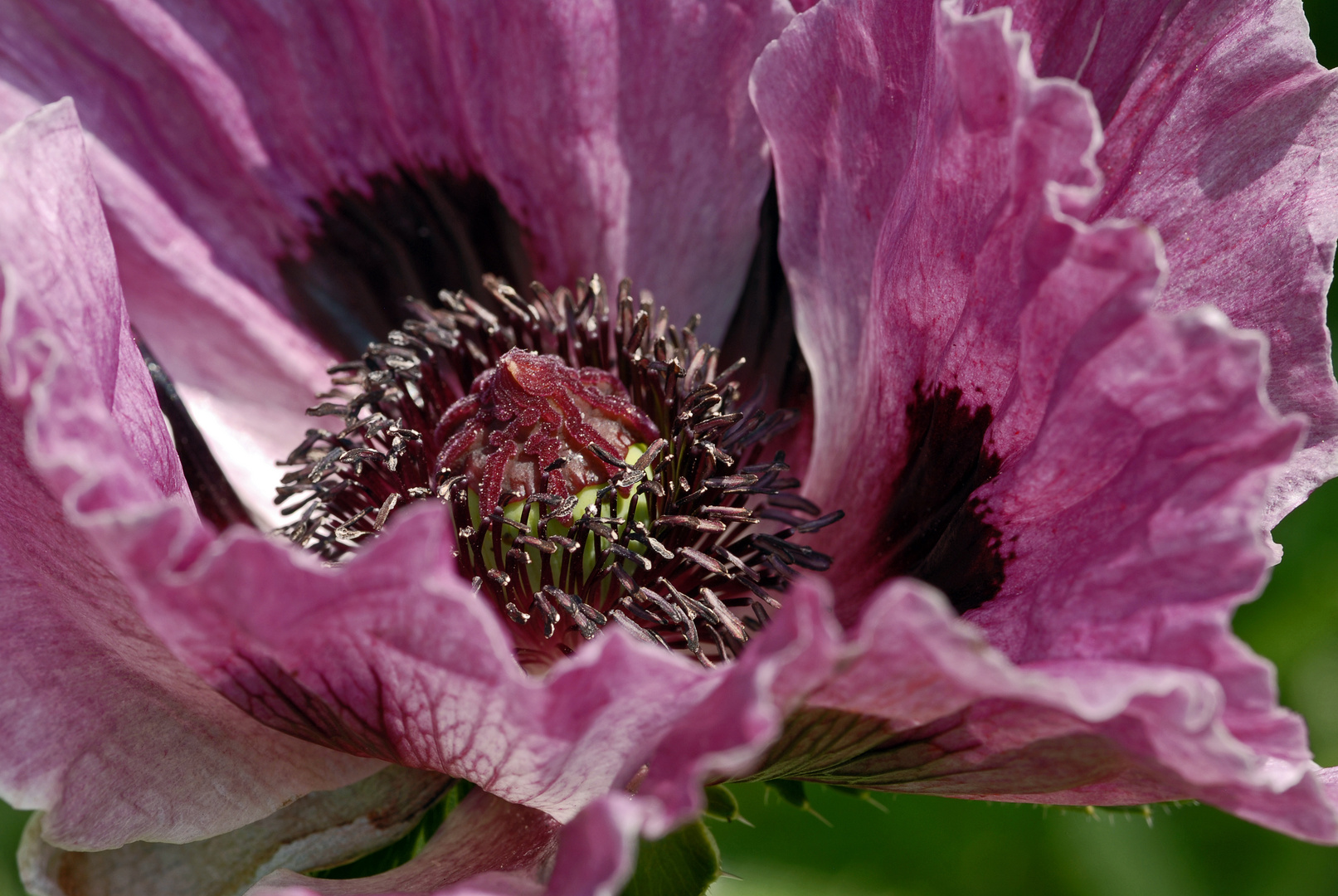 türkischer Mohn