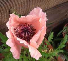 Türkischer Mohn