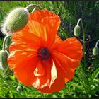 Türkischer Mohn