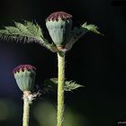 Türkischer Mohn