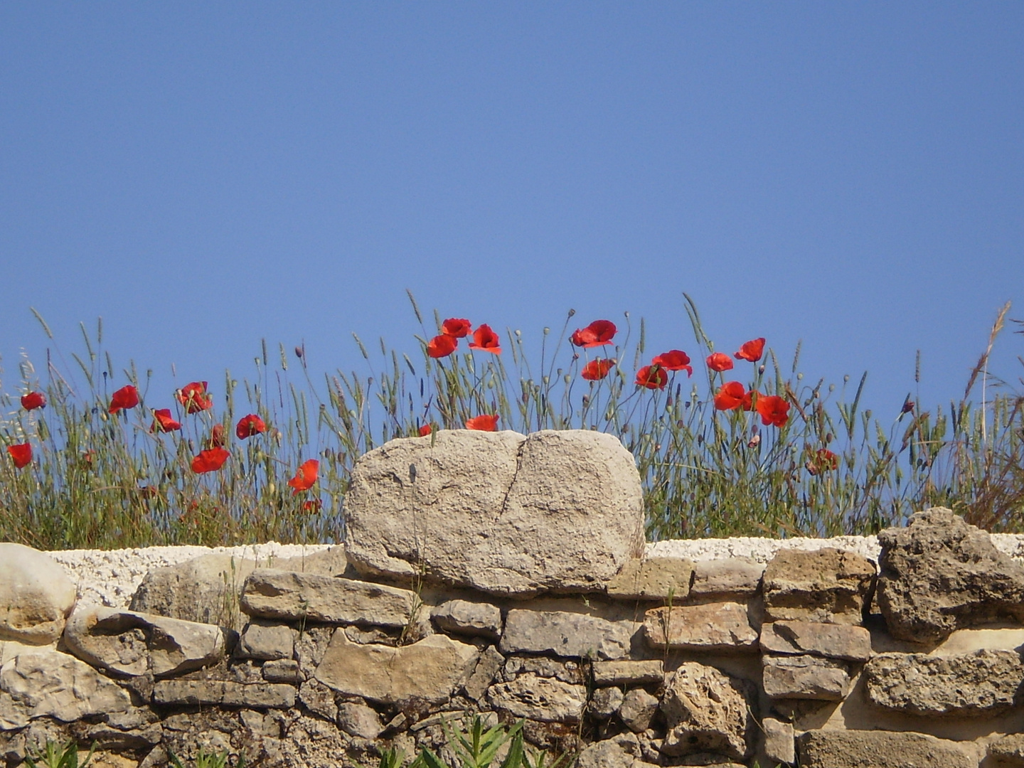 Türkischer Mohn