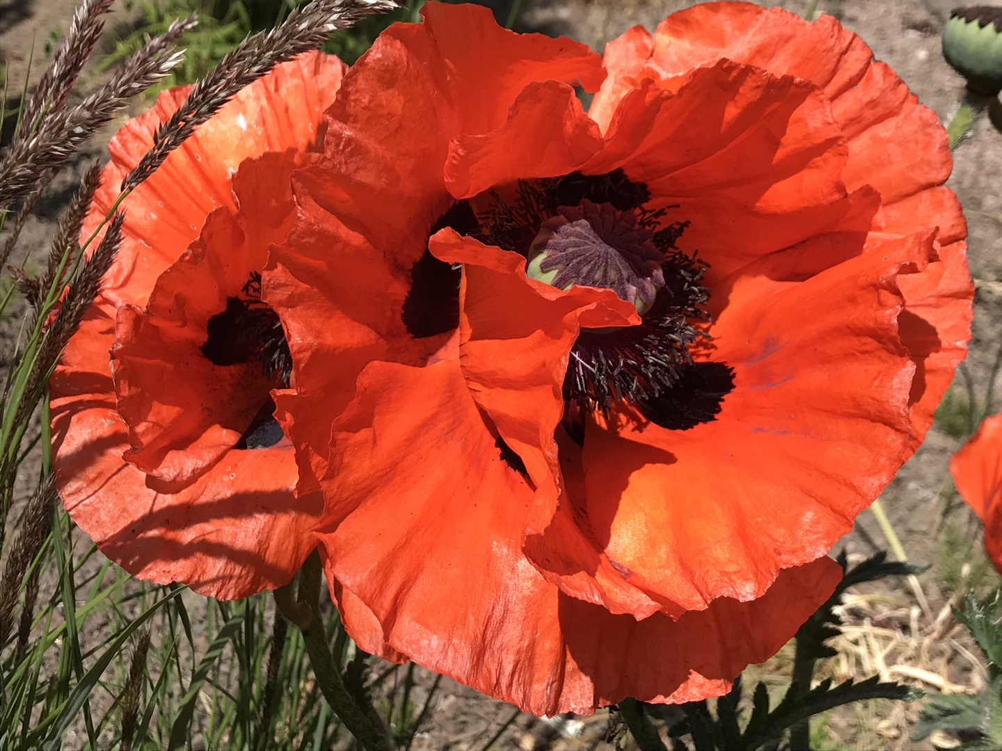 Türkischer Mohn