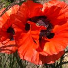 Türkischer Mohn