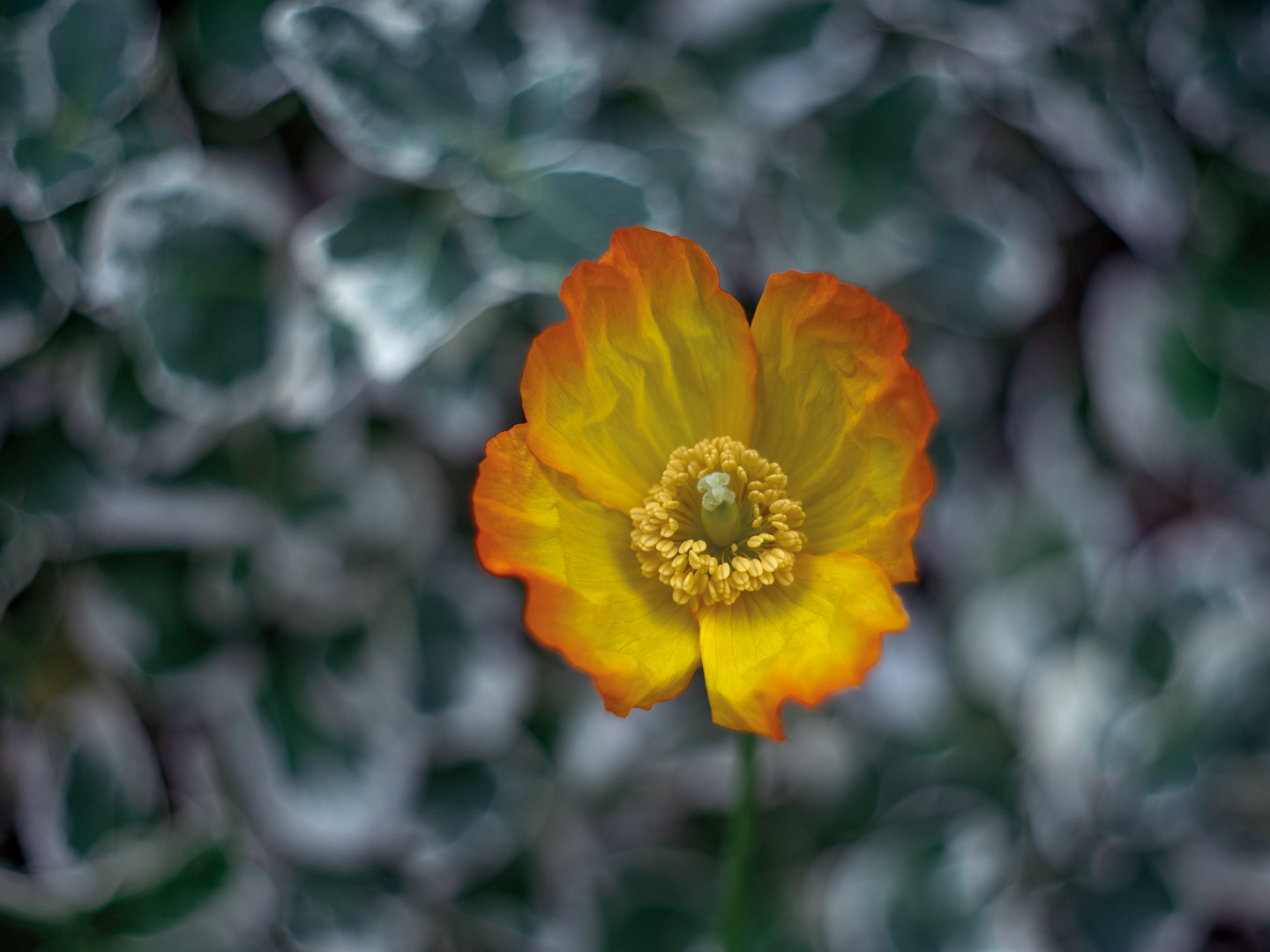 Türkischer Mohn