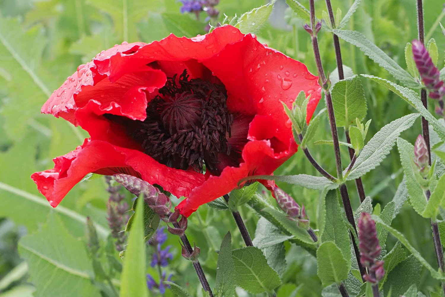 Türkischer Mohn...