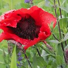 Türkischer Mohn...