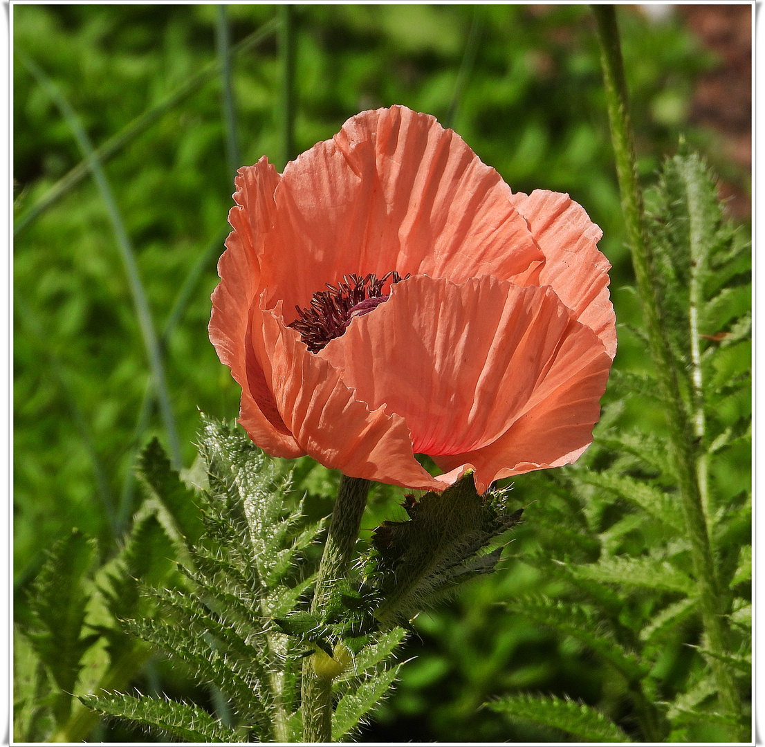 Türkischer Mohn