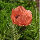 Türkischer Mohn