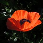 Türkischer Mohn