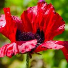 Türkischer Mohn