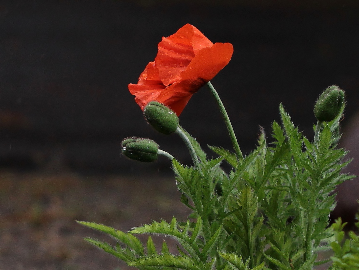 türkischer Mohn...