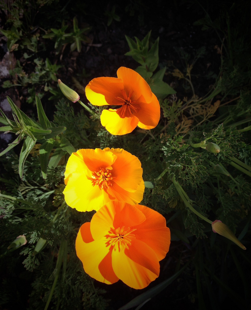 Türkischer Mohn