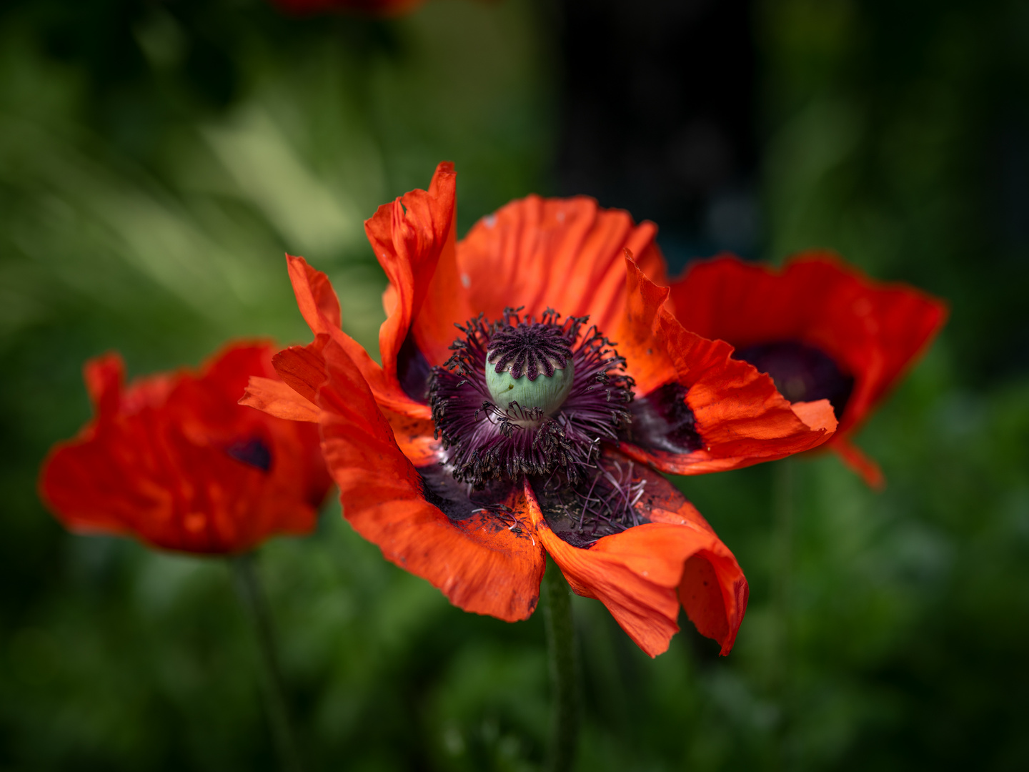 Türkischer Mohn