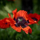 Türkischer Mohn