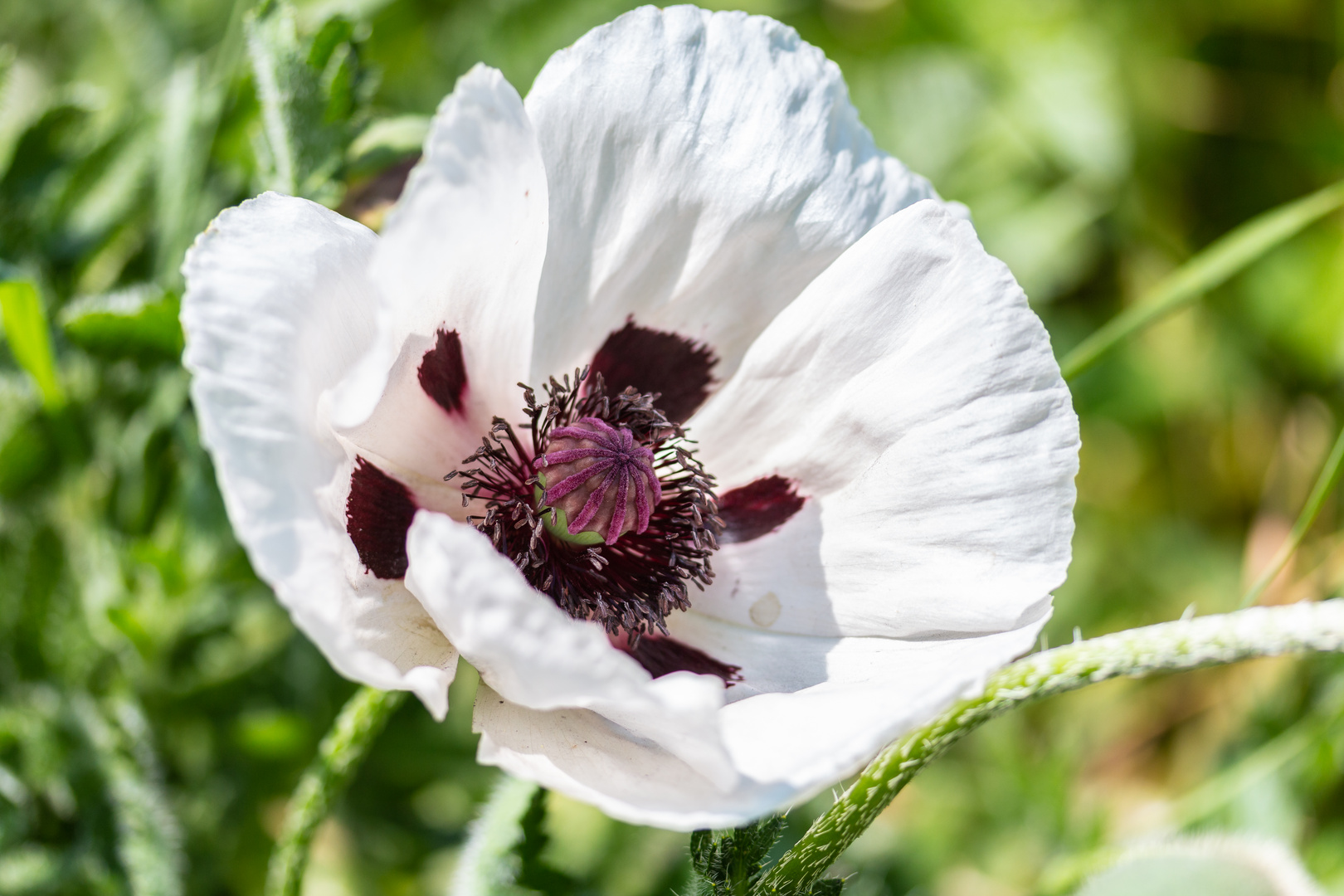 Türkischer Mohn