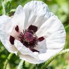 Türkischer Mohn