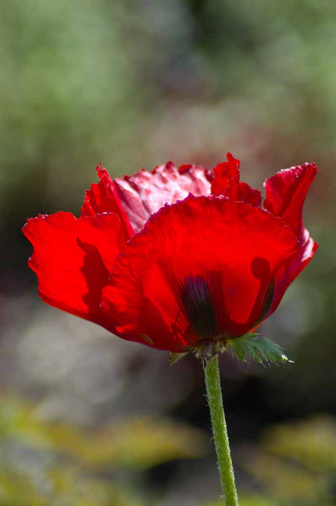 Türkischer Mohn