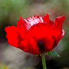 Türkischer Mohn