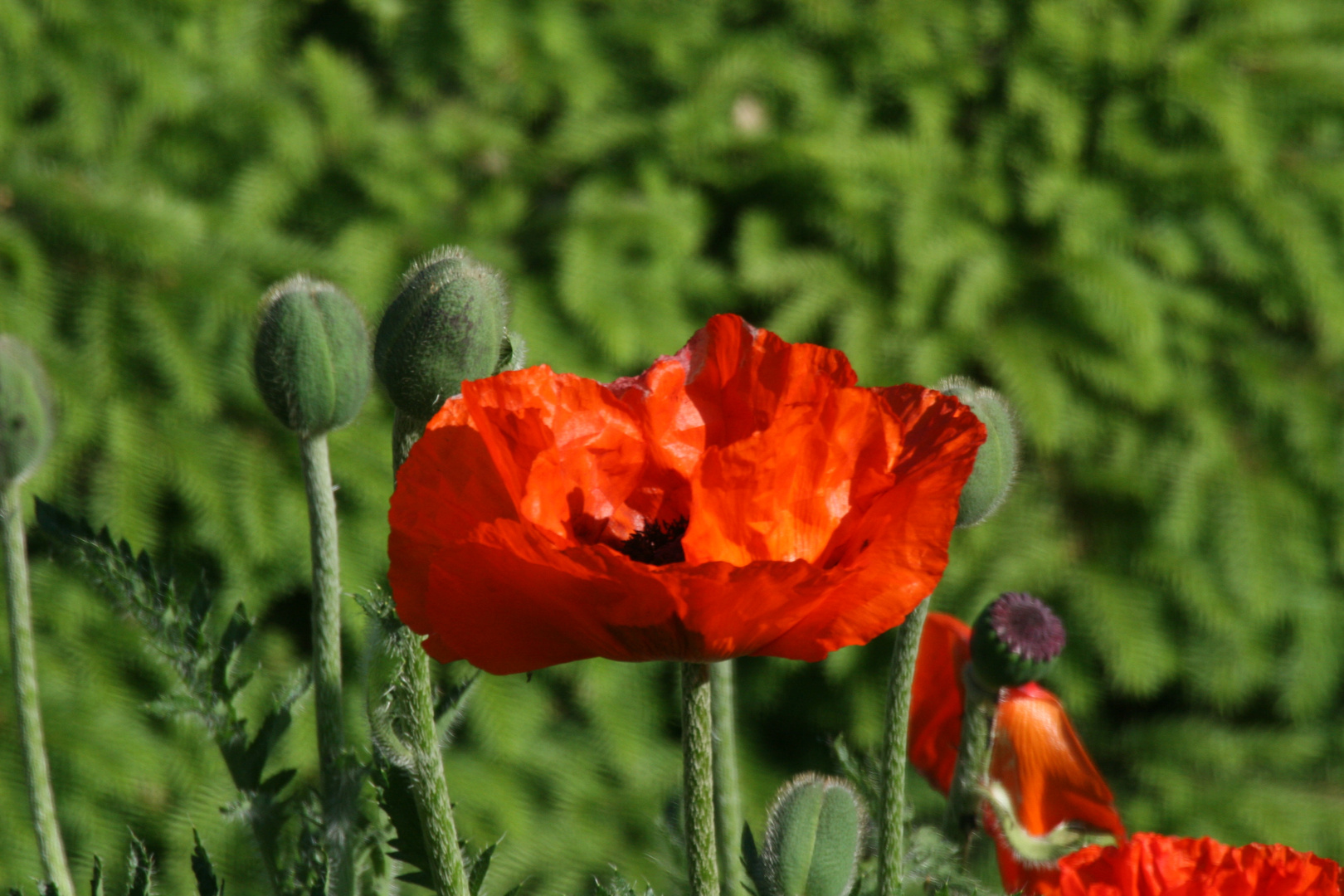 Türkischer Mohn