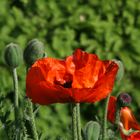 Türkischer Mohn