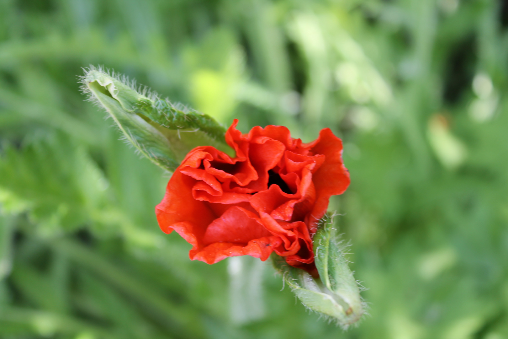 Türkischer Mohn.