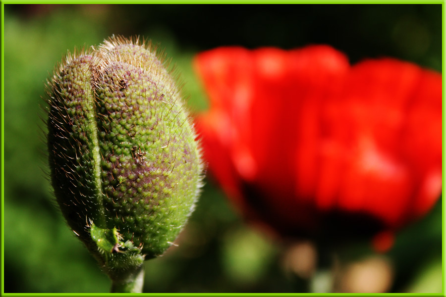 Türkischer Mohn