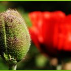 Türkischer Mohn